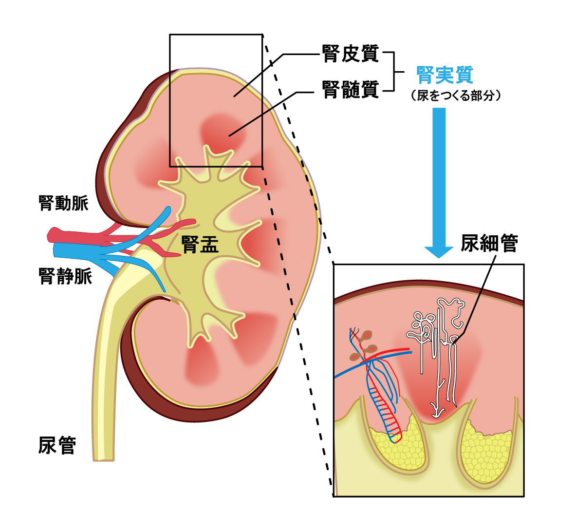 腎臓がん手術 社会福祉法人恩賜財団 済生会滋賀県病院